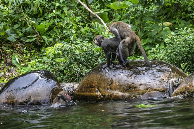 台湾弥猴在非交配季的「跨骑」动作，是在确认个体的位阶，位阶低猴子「翘屁股」表示臣服，位阶高的猴子「跨骑」为接受示好，并不是在交配。（罗浚滨摄）