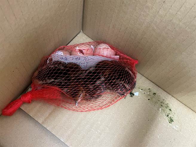 幼鸟孵育后，民眾发现毛色不同立即送至嘉义林管处。（嘉义林管处提供／张亦惠嘉县传真）