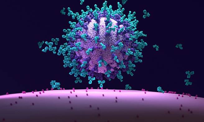 高端、聯亞、AZ疫苗即將PK，「中和抗體」能預測疫苗保護力嗎?(示意圖/Shutterstock)