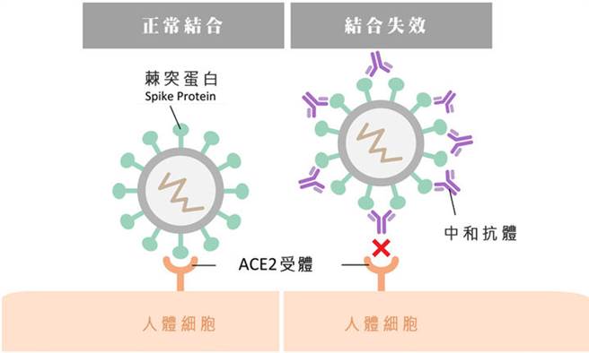 中和抗體會與病毒的棘突蛋白結合，使病毒無法再與人體細胞ACE2受體結合，阻斷感染。(圖片來源／康健雜誌提供)
