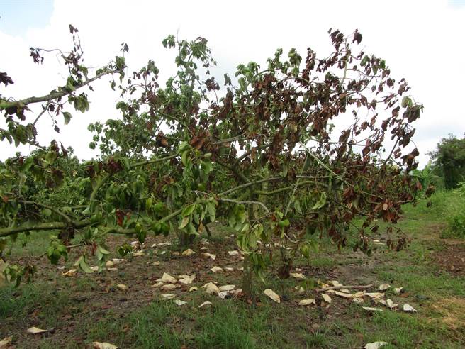 台南市大内区酪梨落果严重，初估全区约有3成受损严重。（台南市大内区公所提供／刘秀芬台南传真）
