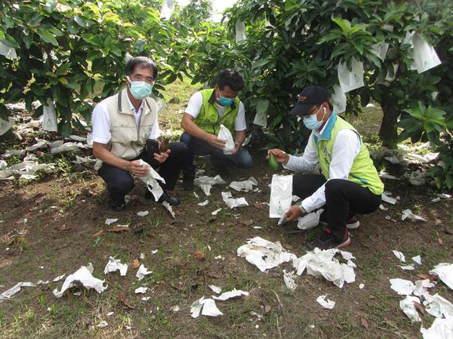 台南市大内区酪梨落果严重，区长李义隆（左）前往勘灾。（台南市大内区公所提供／刘秀芬台南传真）
