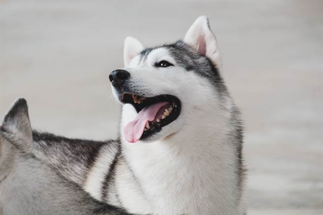 哈士奇得到主人新買的玩具，開心地回家想向同伴炫耀，沒想到玩偶慘被對方咬爛。(示意圖/達志影像)