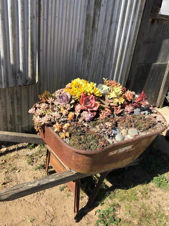 林国基将多肉植物做五顏六色的搭配。(艾迪升提供）