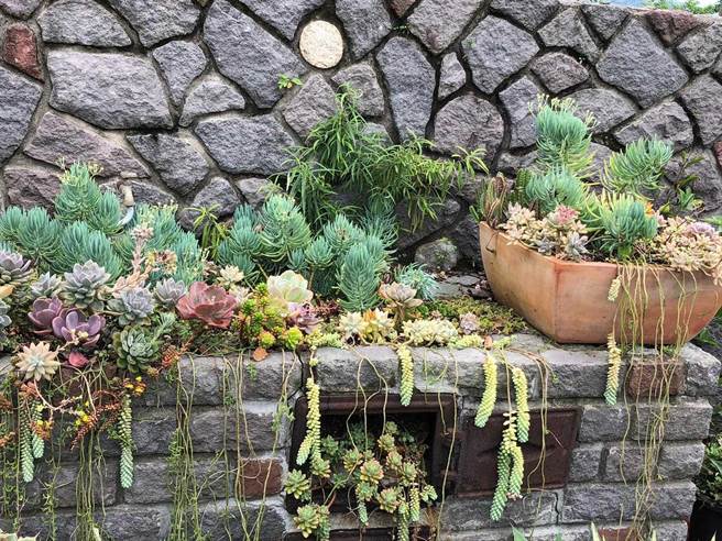 多肉植物在室外烤肉炉上随性生长，看起来像被火烤一样。(艾迪升提供）