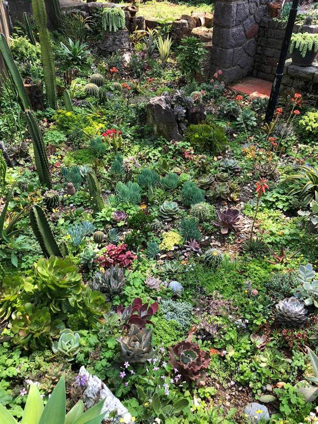 他种的多肉植物都是有把握、适合台湾气候的。(艾迪升提供）