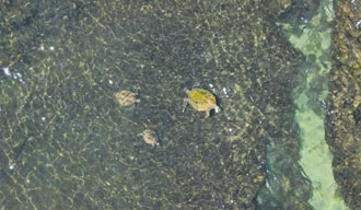 破紀錄 小琉球空拍到805隻海龜