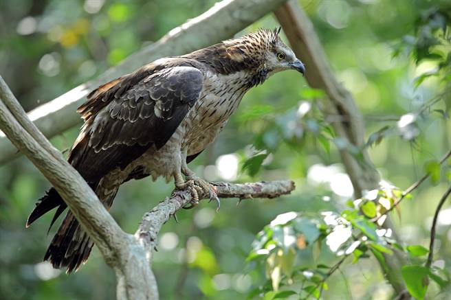 雄性东方蜂鹰叼青蛙回巢喂食幼鸟，下秒青蛙却逃走了，让父子俩都超傻眼。(示意图/达志影像)