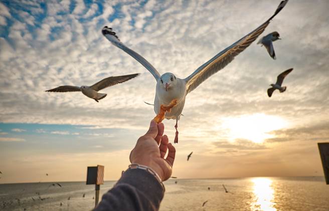 英国一名男子日前在海滩附近的速食店吃卷饼，没想到香味吸引了海鸥，下秒就有一只「小偷」飞过来抢食。(示意图/达志影像)
