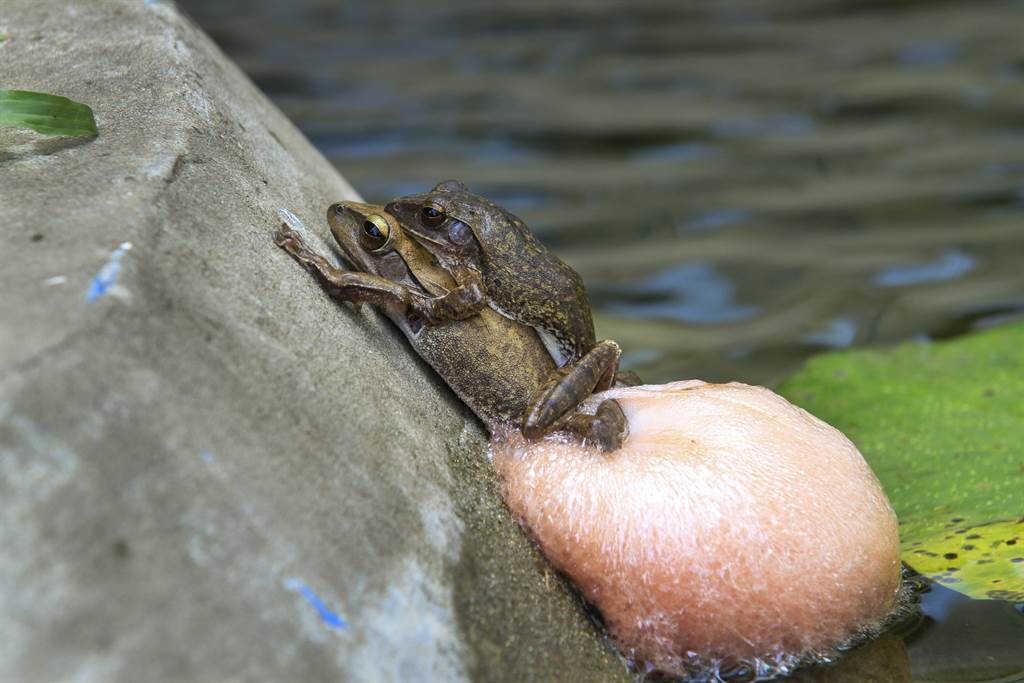 2樹蛙趴岩石壁上交纏狂冒泡青竹絲站搖滾區淡定圍觀 搜奇 網推