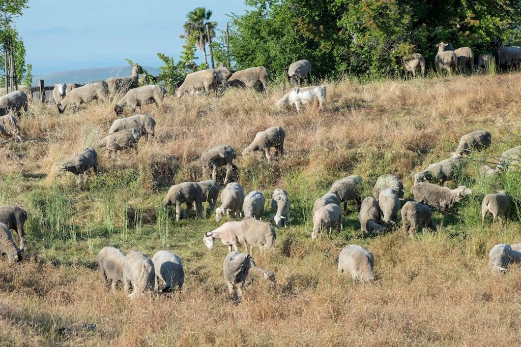 为减少山林里的干草成了野火的燃料，加州消防队找来山羊来吃草。图/美国空军(photo:ChinaTimes)