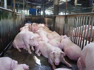 量少需求大豬價漲至85元 調節豬源8月可望回穩