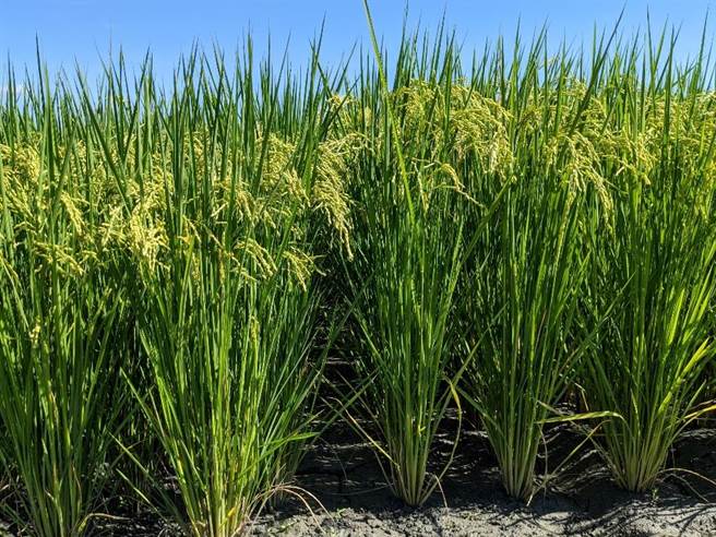 農試所從野生稻中找出可抗多種褐飛蝨的基因，透過雜交方式導入優良栽培品種，成功育出具早熟性、芋頭香味米質特性的新品種「台農85號」，可有效預防褐飛蝨的危害，減少農藥的施用，特別適合有機栽培推廣應用。（農試所提供）