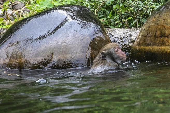 台湾弥猴炎日在溪流泡汤消暑。（罗浚滨摄）