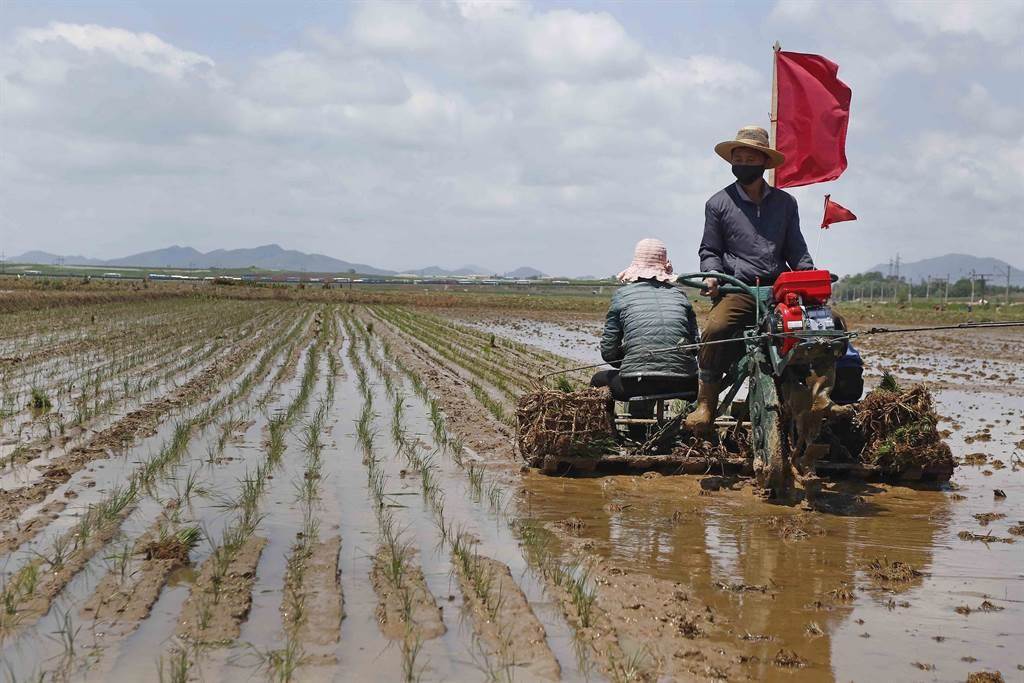 联合国的报告警告，北韩今年8月到10月或面临粮食危机。图为种植水稻的北韩民众。（美联社））(photo:ChinaTimes)
