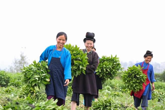 板蓝根在大陆各地都有生产，现在拿叶子做染料的已较少，多数做药材使用。图为贵州的苗族妇女採摘板蓝根。（图／中新社）