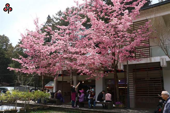 今起微解封，观光局建议短距离、短天数小型旅行团。图为阿里山花季(本报资料照片)