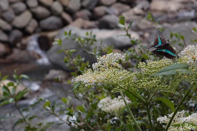 满月圆的自然景观，图为青带凤蝶(摄＼新竹林管处徐滢茜)