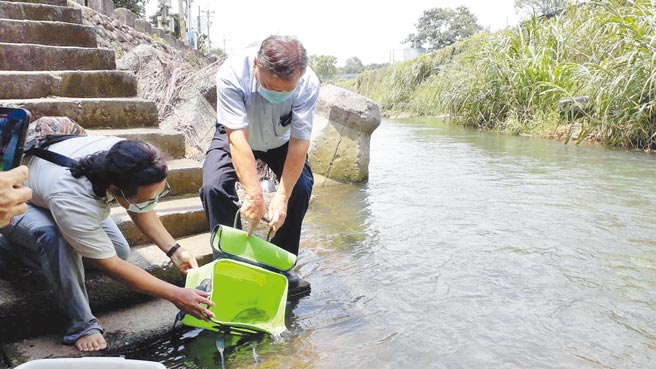 台中市农业局长蔡精强执行放流工作，让蓄养的台湾副细鲫回归原栖地。（台中市农业局提供／陈淑娥台中传真）