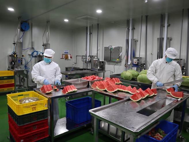 台中市东势区农会成立蔬果截切场，于15度以下低温分切现在盛产的西瓜。（王文吉摄） 