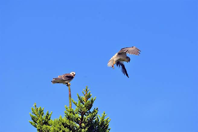 珍稀猛禽黑翅鸢在台东县知本溼地成功繁殖，刚离巢的双宝，不时发出索讨食物的哀鸣。（庄哲权摄）  