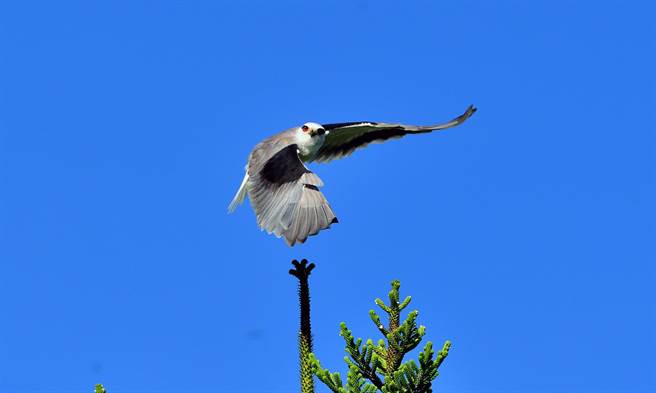鹰姿焕发的黑翅鸢新鸟。（庄哲权摄）