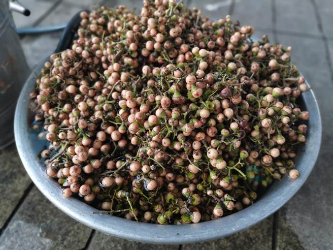 台南市南化区南化社区的破布子都是跟在地农友购买。（刘秀芬摄）