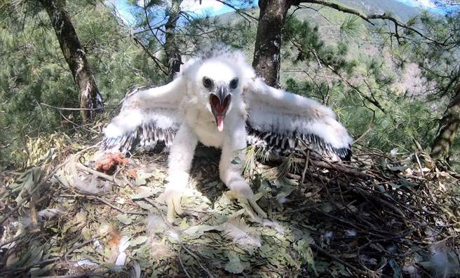 玉山国家公园管理处，发现一只长年追踪、年约5岁的母熊鹰今年生下一只雏鹰，由参与研究计画的布农族人命名为「伊比」。（玉管处提供／黄国峰南投传真）