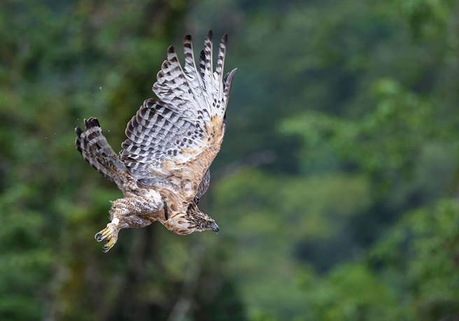 研究人员在濒临絶种一级保育类熊鹰的生态研究中，在玉山捕捉到一只母熊鹰，将牠命名「伊布」在其身上装上卫星定位器后野放。（玉管处提供／黄国峰南投传真）