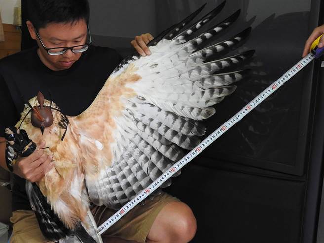 研究人员在濒临絶种一级保育类熊鹰的生态研究中，为一只雌熊鹰测量。（玉管处提供／黄国峰南投传真）