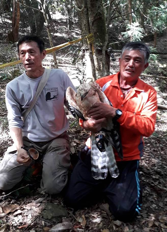 屏东科技大学野生动物保育研究所孙元勋教授（左）及梅山里长老伊比（右）于玉山园区进行熊鹰捕捉繫放研究。（玉管处提供／黄国峰南投传真）
