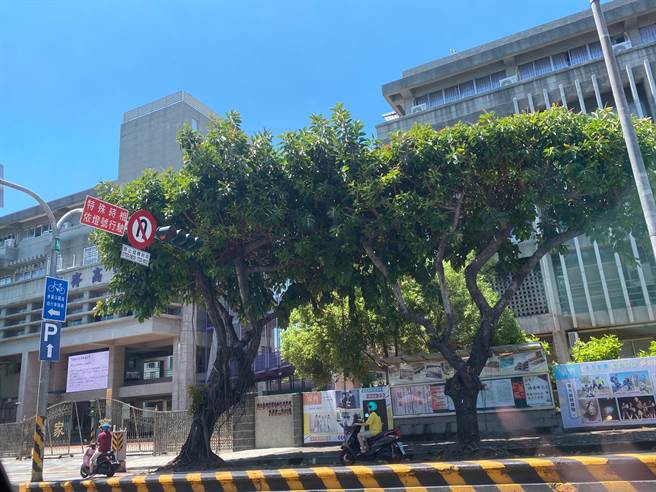家齐高中校前橡胶树去留受到关注。（曹婷婷摄）