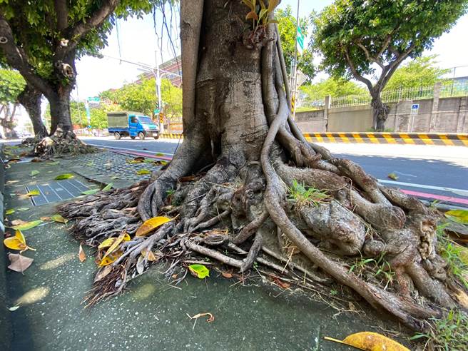 家齐高中校前橡胶树去留受到关注。（曹婷婷摄）