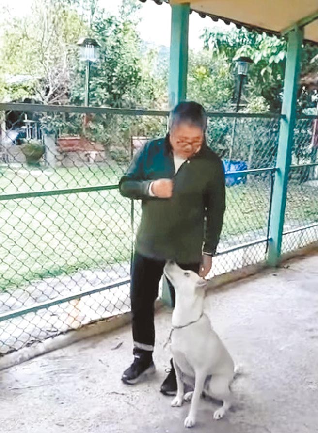 瑞芳鼻頭國小校犬AKI在訓練學校上課，成為守規矩的乖狗狗。（B_W黑與白愛犬訓練學校提供／王揚傑新北傳真）