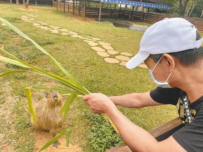 民眾盼到微解封，首日开心在埔心牧场喂食动物。（吕筱蝉摄）