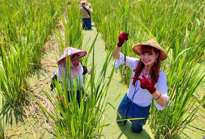 採茭白笋的过程在于体验，虽只是採1、2根，但乐趣十足。(图/行遍天下提供)