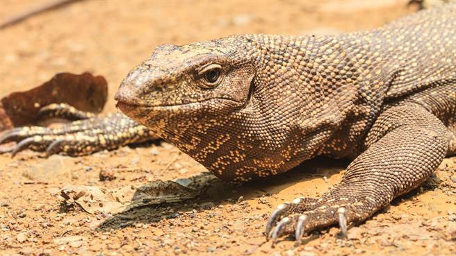 泰国一户民宅日前发现天花板闯入两只巨型蜥蜴正在交欢，发出巨大声响。图片为示意图（图／shutterstock）