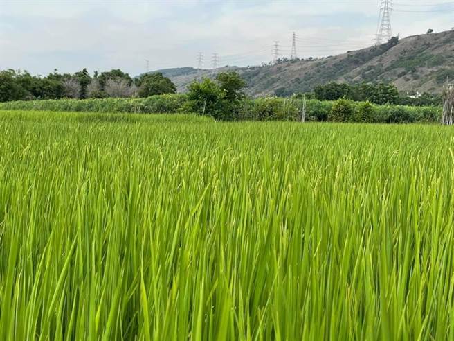 白曛绫在「给小英总统的一封信」中说到，「铠全产业园区预定地」位在故乡台中清水五福圳的良田上，下游除了有农地、住户外，还有更下游的国际美景「高美湿地」，儘管国土计画指导原则是「有产业用地的需求时，应优先使用既有閒置的用地，如果还是有新增产业用地的需求，也应排除优良的农业生产用地」，但是厂商却依着「产创条例43条」打翻一切，这样的国家和社会还有公义吗？ （取自白曛绫脸书）