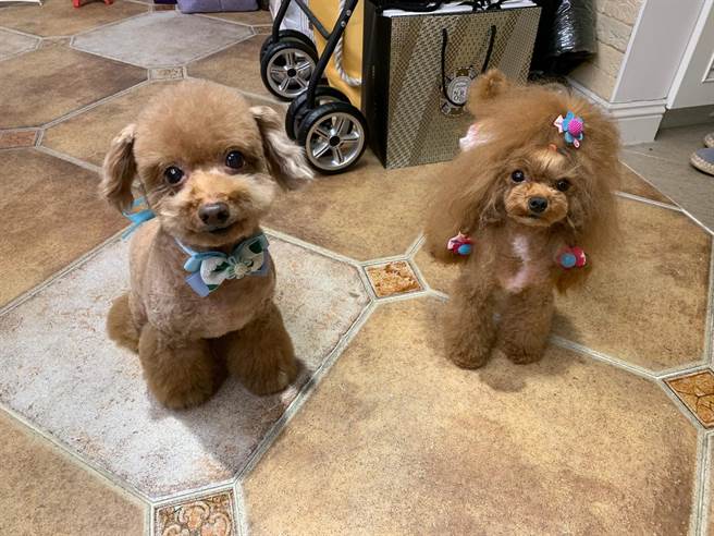 陈德容的爱犬比比、咪亚。（陈德容提供）