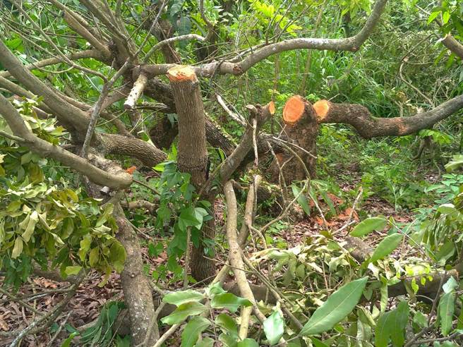 台南市玉井区一处果园龙眼树遭盗伐。（读者提供／刘秀芬台南传真）
