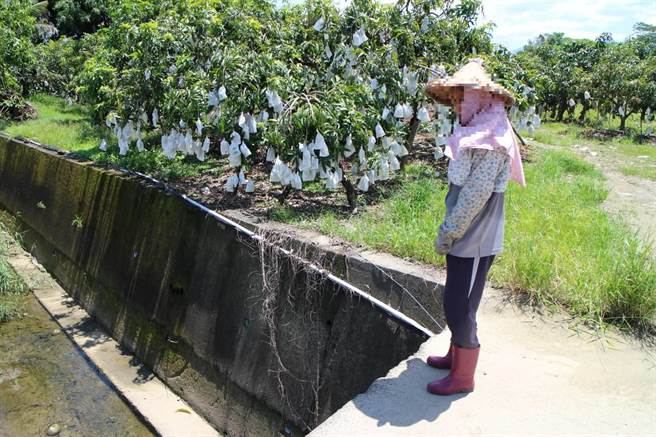 果农瞥见窃嫌偷採芒果逃逸，来不及阻挡。（读者提供／刘秀芬台南传真）