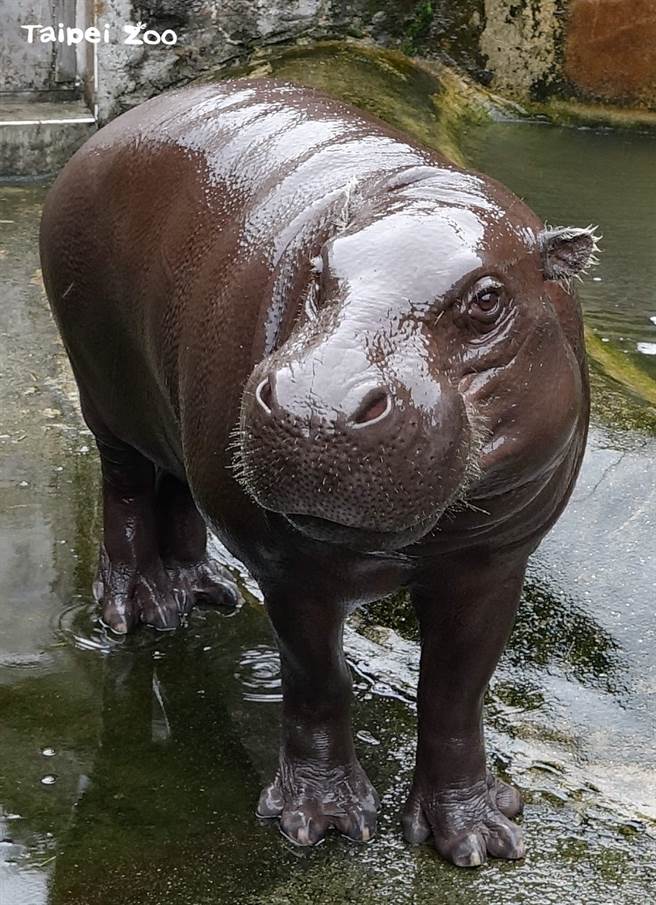 「侏長」5歲半終於在16日清晨順利抵達美國佛羅里達州的微風灣動物園做借殖計畫。（台北市立動物園提供／游念育台北傳真）