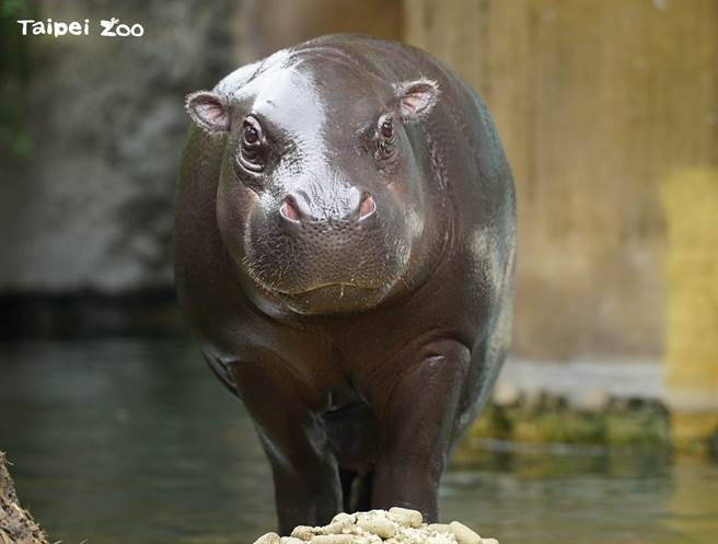 「秋祥」2歲1個月終於在16日清晨順利抵達美國佛羅里達州的微風灣動物園做借殖計畫。（台北市立動物園提供／游念育台北傳真）