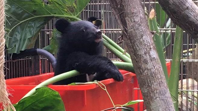 台東縣海端鄉廣原部落2年前發現的台灣黑熊Mulas野放迄今逾1年，林管處6月發送衛星指令解除追蹤項圈。林管處照養時畫面。