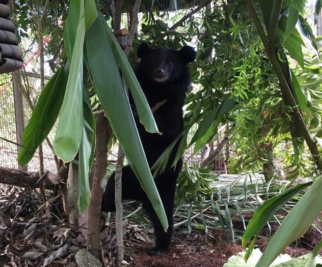 台東縣海端鄉廣原部落2年前發現的台灣黑熊Mulas野放迄今逾1年，林管處6月發送衛星指令解除追蹤項圈。林管處照養時畫面。
