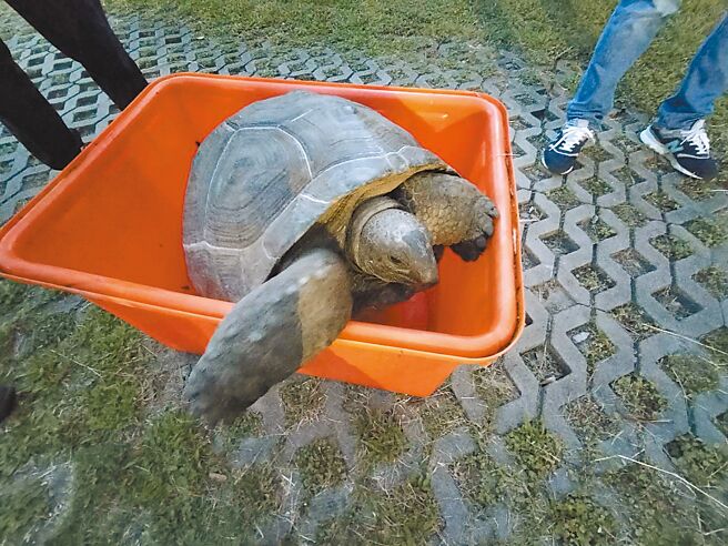 縣府初判，這頭亞達伯拉象龜可能走失或是遭到棄養，才誤闖民眾菜園。（縣府提供／莊旻靜新竹傳真）