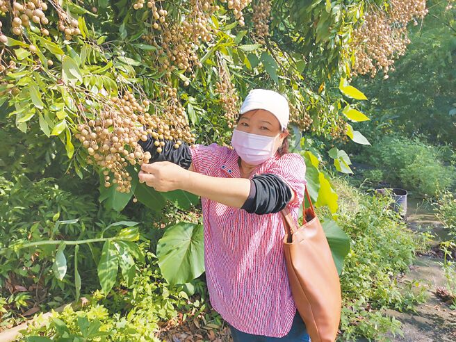 台南龙眼今年结果期遇乾旱，不少地区的龙眼果实大小只有往年一半，农友烦恼卖不出去。（刘秀芬摄）