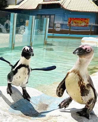 台南頑皮世界動物園微解封 黑腳企鵝寶寶見客