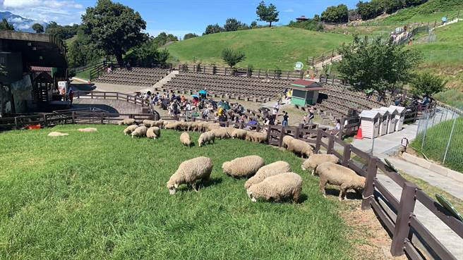今日是微解封第一个周末，南投县清境农场早上入园人数500多人。（清境农场提供／卢金足南投提供）