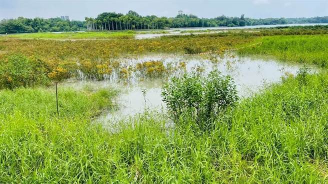 澄清湖像沼泽，苏致荣接获陈情，反应给水公司后，10天内将清淤。（苏致荣提供）